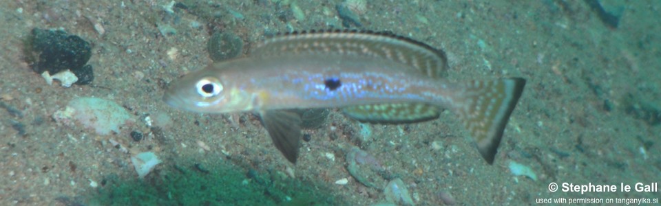 Lepidiolamprologus attenuatus 'Katabe Bay'