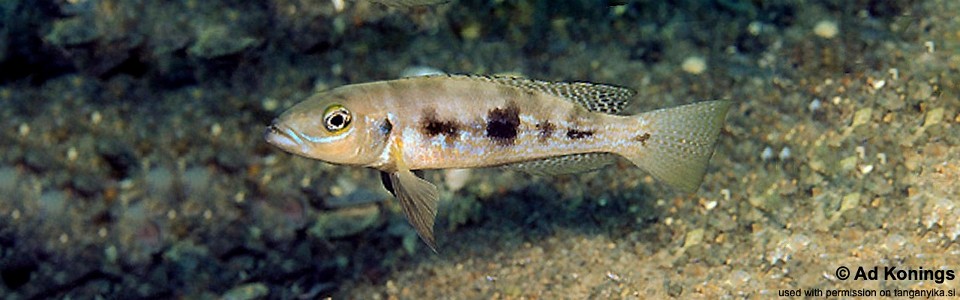 Lepidiolamprologus attenuatus 'Kipili'