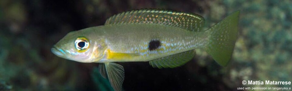 Lepidiolamprologus attenuatus 'Mtakuja'
