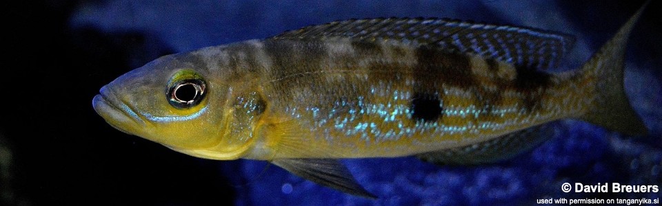 Lepidiolamprologus attenuatus (Yellow)