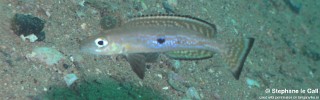 Lepidiolamprologus attenuatus 'Katabe Bay'.jpg