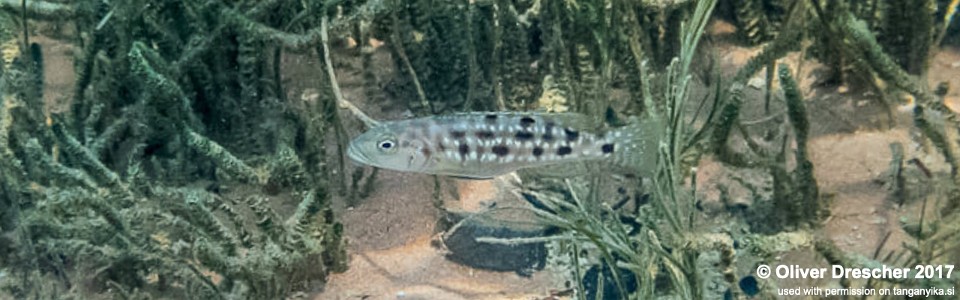 Lepidiolamprologus elongatus 'Jakobsen's Beach'