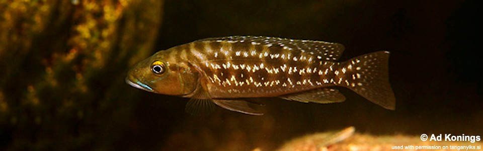 Lepidiolamprologus elongatus 'Kambwimba'