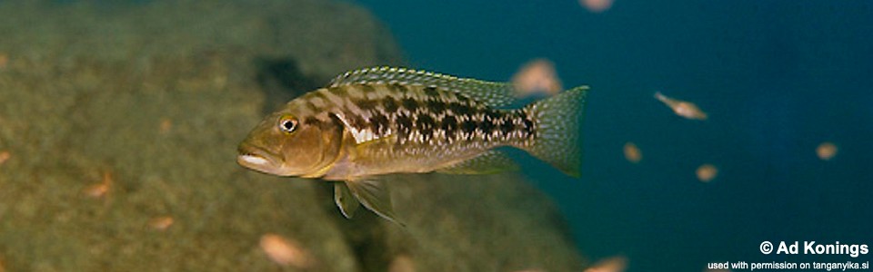 Lepidiolamprologus elongatus 'Kantalamba'