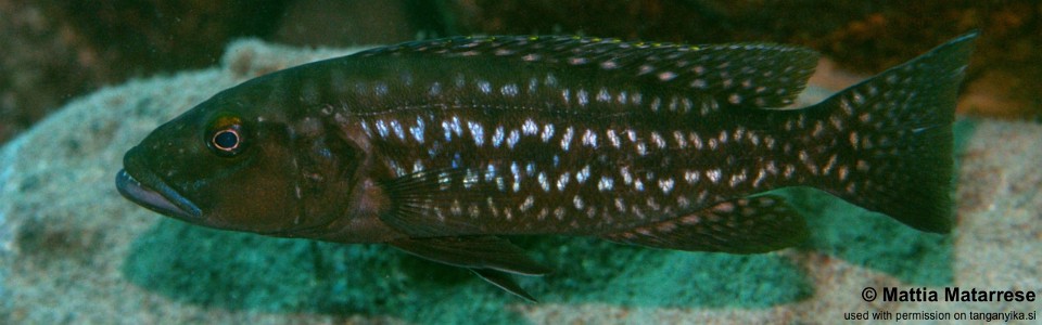 Lepidiolamprologus elongatus 'Katete'