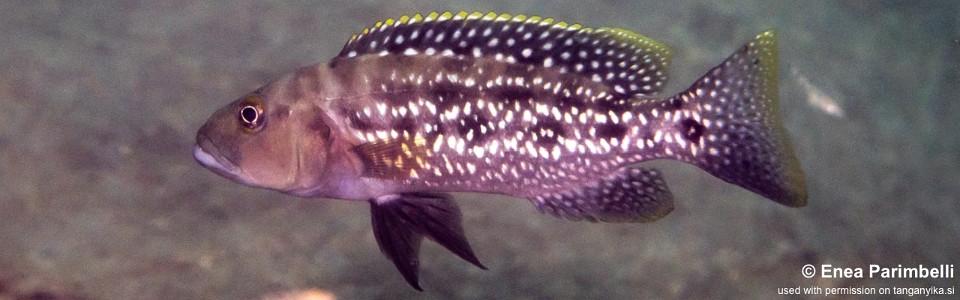 Lepidiolamprologus elongatus 'Lumbye Bay'