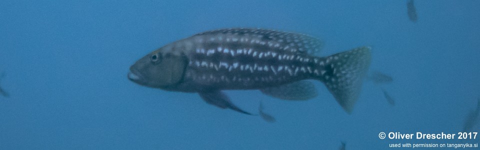 Lepidiolamprologus elongatus 'Mawimbi'