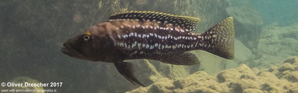 Lepidiolamprologus elongatus 'Nondwa Point'