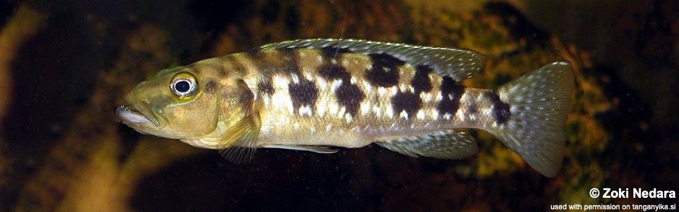 Lepidiolamprologus elongatus (unknown locality)