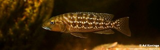 Lepidiolamprologus elongatus 'Kambwimba'.jpg