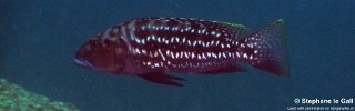 Lepidiolamprologus elongatus 'Katabe Bay'.jpg