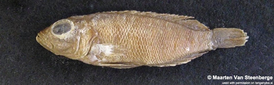 Lepidiolamprologus hecqui<br><font color=gray>Neolamprologus hecqui</font>