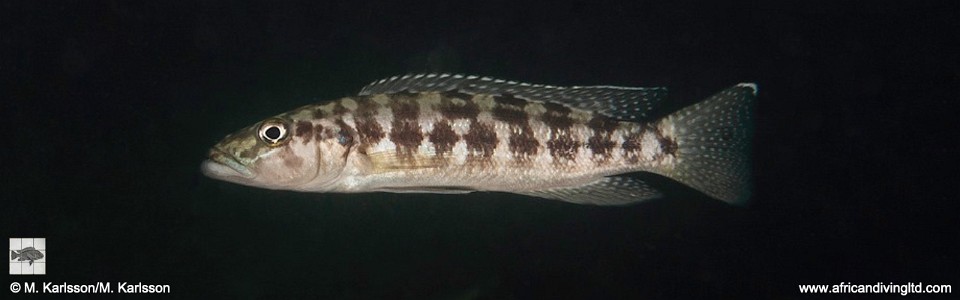 Lepidiolamprologus kamambae 'Kamamba Island'