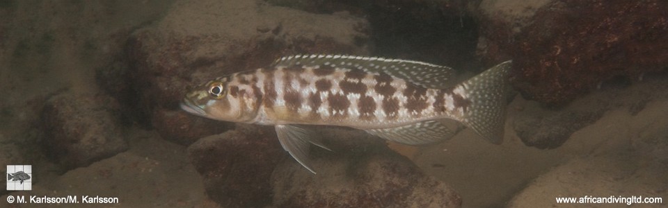 Lepidiolamprologus kamambae 'Kerenge Island'