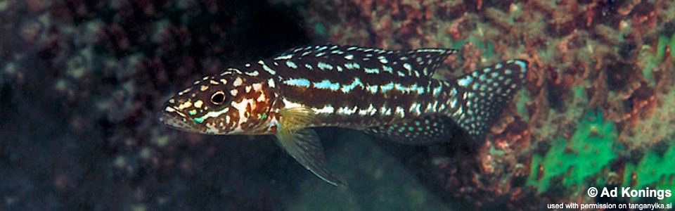 Lepidiolamprologus kendalli 'Kala'