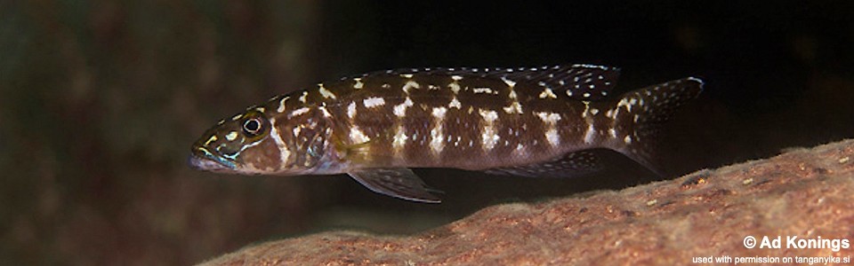 Lepidiolamprologus kendalli 'Kambwimba'