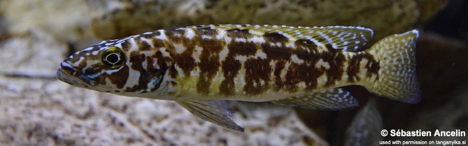 Lepidiolamprologus kendalli 'Kasanga'