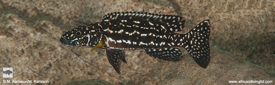 Lepidiolamprologus kendalli 'Kasola Island'