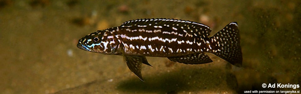 Lepidiolamprologus kendalli 'Mbita Island'