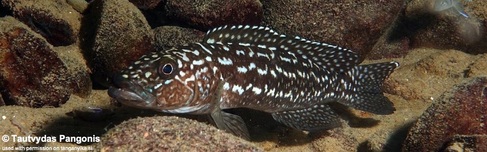 Lepidiolamprologus kendalli 'Muzi'