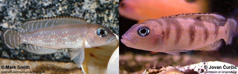 Lepidiolamprologus cf. meeli (Congo) - Neolamprologus cf. meeli (Congo)