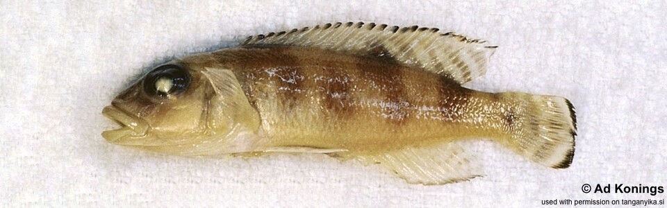Lepidiolamprologus meeli 'Katibili Bay'