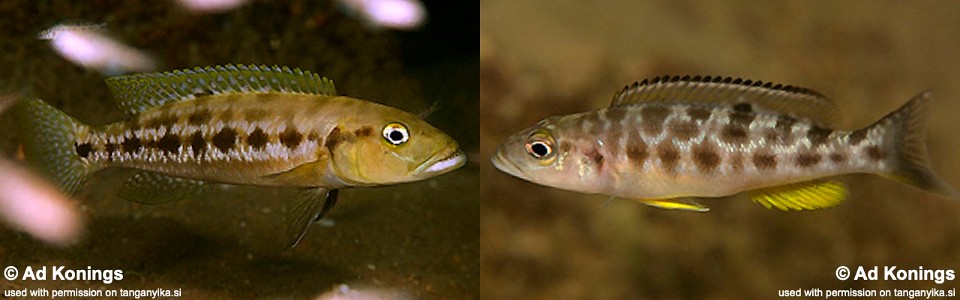 Lepidiolamprologus mimicus 'Cape Nangu'