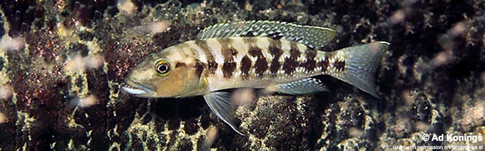 Lepidiolamprologus mimicus 'Fulwe Rocks'