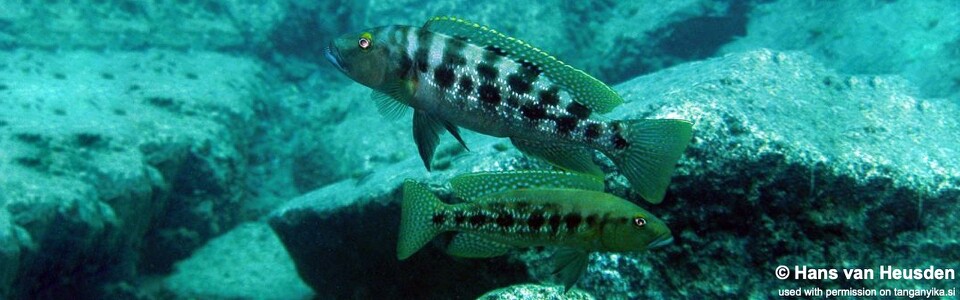 Lepidiolamprologus mimicus 'Kipili'