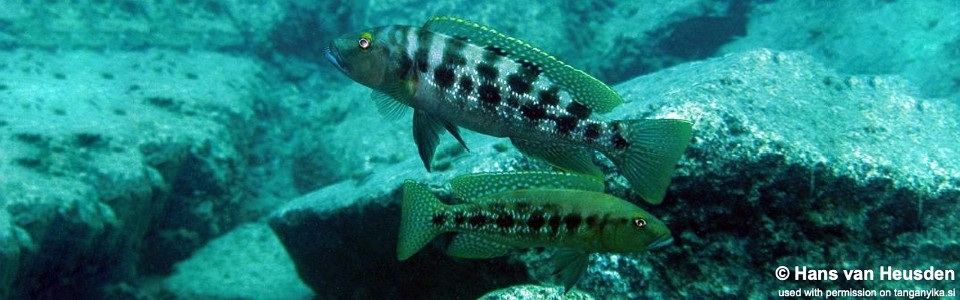 Lepidiolamprologus mimicus 'Kipilli'