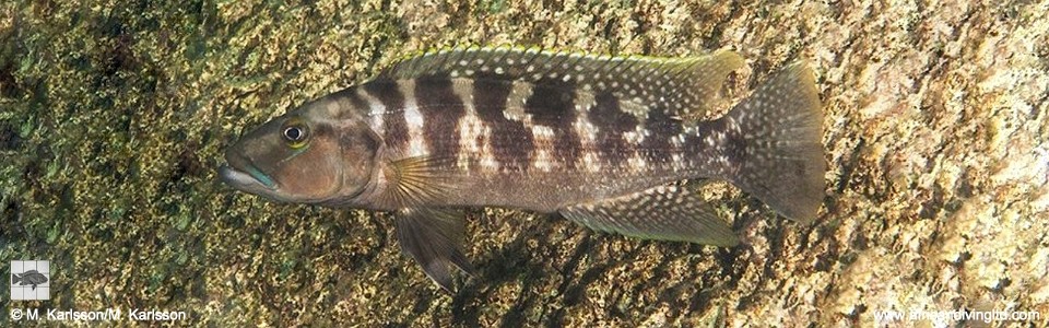 Lepidiolamprologus mimicus 'Lupita Island'