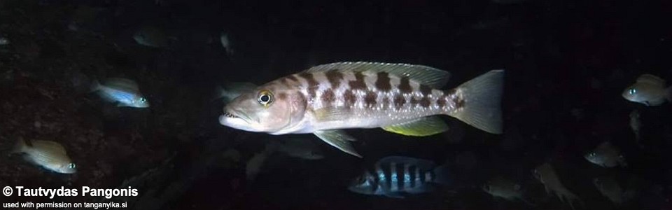 Lepidiolamprologus mimicus 'Nausingili Island'