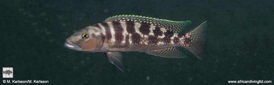 Lepidiolamprologus mimicus 'Ngosa Point'