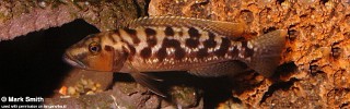 Lepidiolamprologus cf. mimicus.jpg