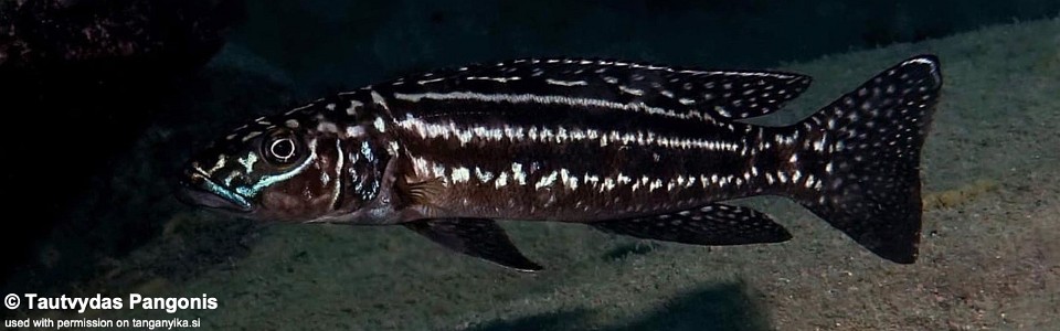 Lepidiolamprologus nkambae 'Cape Kabayeye'