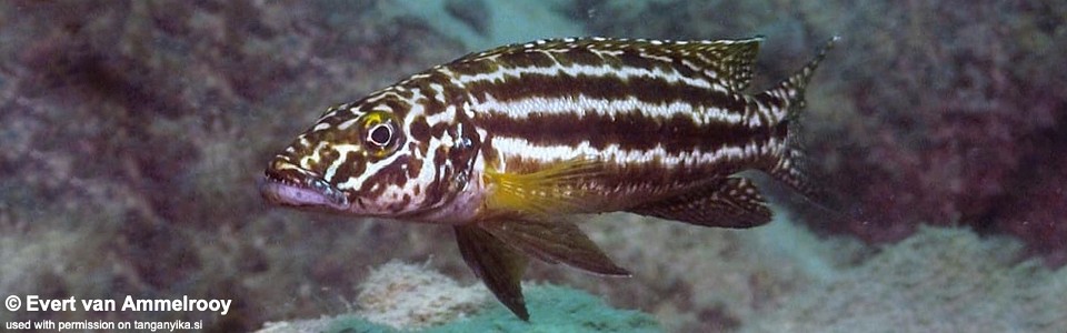 Lepidiolamprologus nkambae 'Sumbu NP'