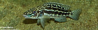 Lepidiolamprologus nkambae 'Nkamba Bay'.jpg