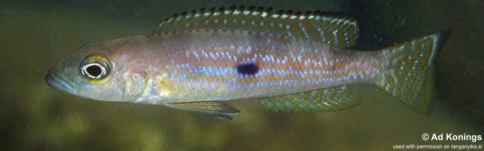Lepidiolamprologus pleuromaculatus 'Makombe'
