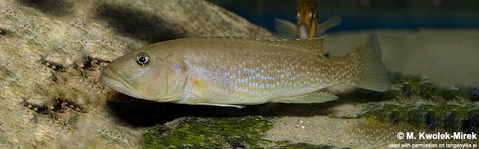 Lepidiolamprologus profundicola 'Cameron Bay'