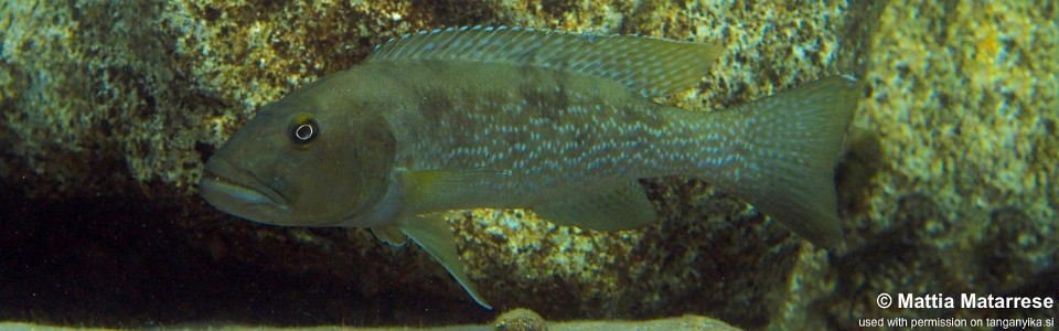 Lepidiolamprologus profundicola 'Ifala Village'