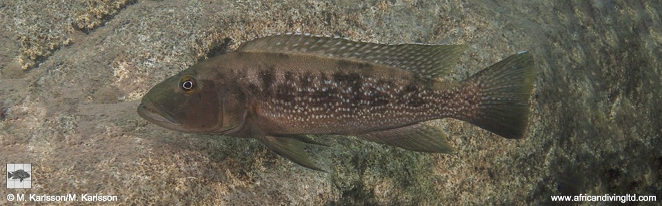 Lepidiolamprologus profundicola 'Segunga'