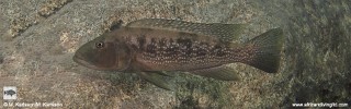 Lepidiolamprologus profundicola 'Segunga'.jpg