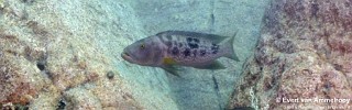 Lepidiolamprologus profundicola.jpg