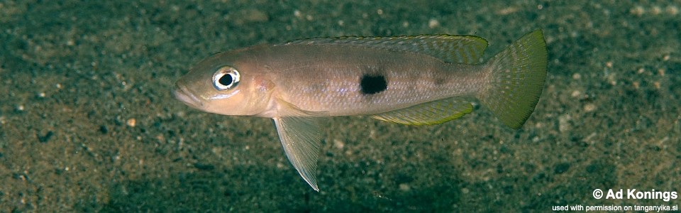 Lepidiolamprologus sp. 'hecqui mahale' Miyako Point