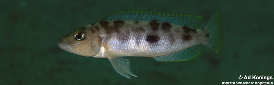 Lepidiolamprologus sp. 'hecqui mahale' Siyeswe Bay