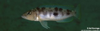 Lepidiolamprologus sp. 'hecqui mahale' Siyeswe Bay.jpg