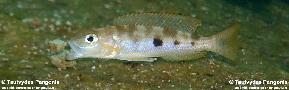 Lepidiolamprologus sp. 'meeli kipili' Ninde