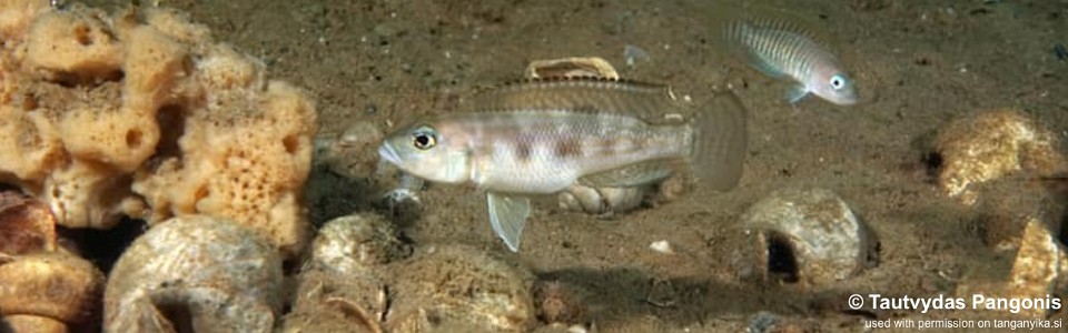 Lepidiolamprologus sp. 'meeli-boulengeri' Chimba<br><font color=gray>Lepidiolamprologus sp. 'meeli southeast' Chimba</font>