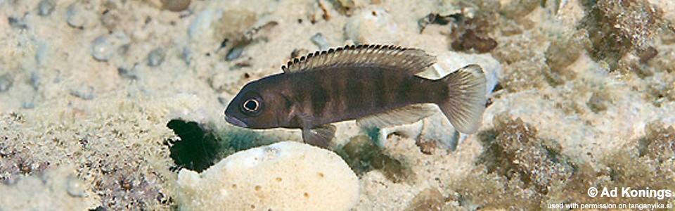 Lepidiolamprologus sp. 'meeli-boulengeri' Isanga<br><font color=gray>Lepidiolamprologus sp. 'meeli southeast' Isanga</font>