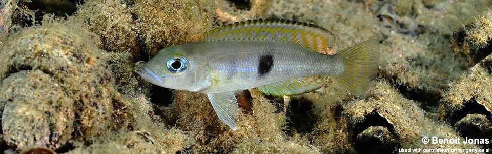 Lepidiolamprologus sp. 'meeli-boulengeri' Karilani Island<br><font color=gray>Lepidiolamprologus sp. 'meeli southeast' Karilani Is.</font>